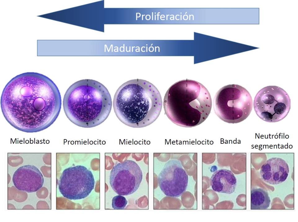 leucocitos maturacao LAB Prática